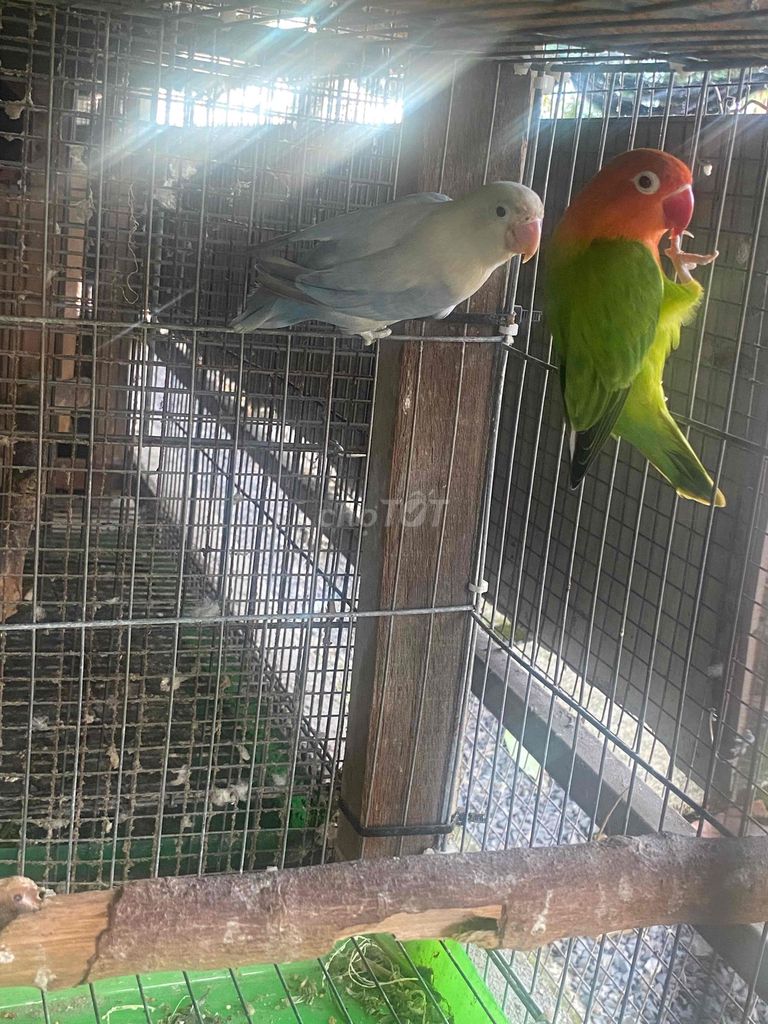 Vẹt Xanh Cam Xanh lá Cặp. Mua bán Chim tại Huyện Bình Chánh Tp Hồ Chí Minh được đăng bởi Hiếu Nguyễn  hình 1
