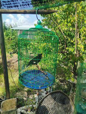 Bán 1 con sáo 3 con cu đất thuần chủng. Mua bán Chim tại Huyện Thủ Thừa Long An được đăng bởi what do heo