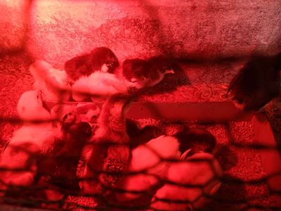Cha kelso _ mẹ lai nhiều dòng khác nhau. Mua bán Gà tại Huyện Phụng Hiệp Hậu Giang được đăng bởi TRẠI GÀ HẬU GIANG