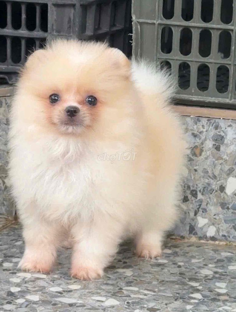 chó Pom mini siêu yêu 💝. Mua bán Chó tại Huyện Bình Chánh Tp Hồ Chí Minh được đăng bởi Huỳnh Chân hình 3