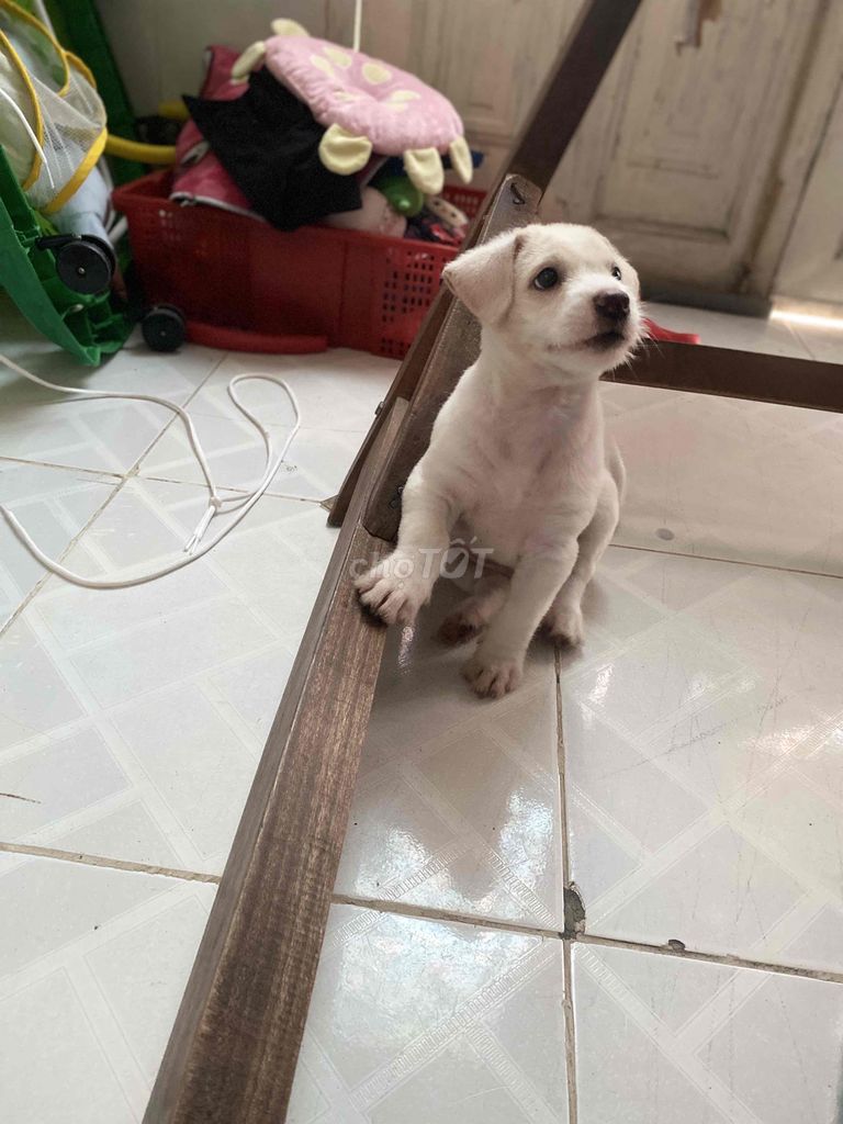 chó Labrador,màu trắng bông vàng , 3 tháng tuổi. Mua bán Chó tại Thị xã Bến Cát Bình Dương được đăng bởi Kiều vy Nguyễn hình 2