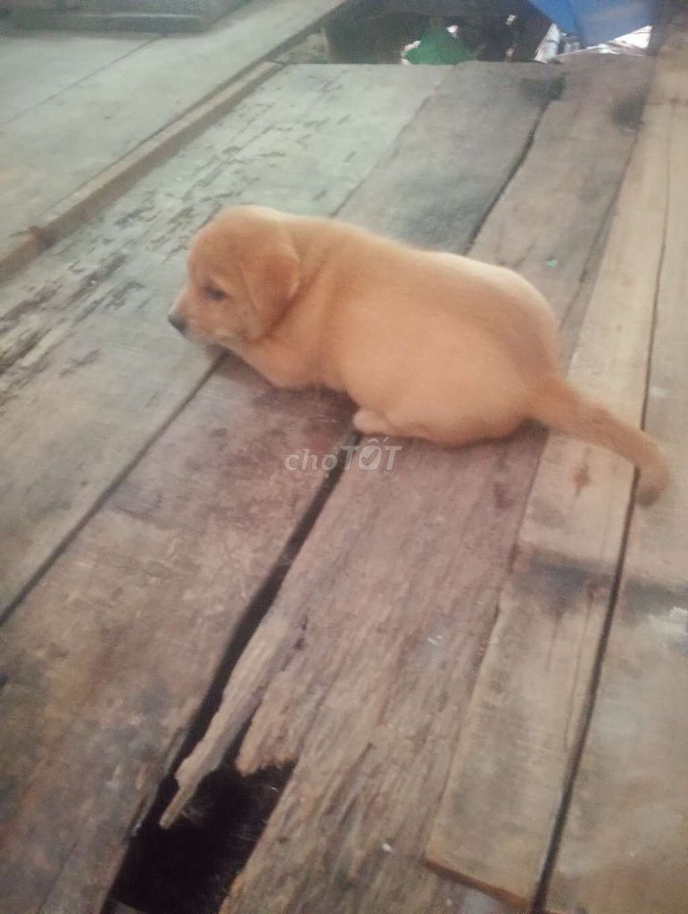 Cho cỏ giống lớn còn biết ăn ranh