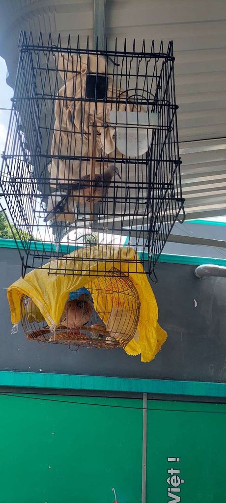 Chim cu gáy Nâu. Mua bán Chim tại Thành phố Thuận An Bình Dương được đăng bởi Trần Bảo Linh hình 1