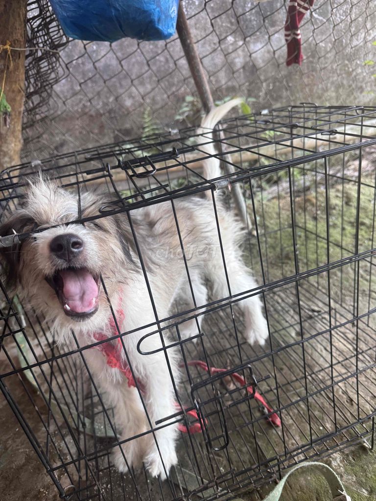 Chó Nhật Thuần Chủng. Mua bán Chó tại Huyện Kế Sách Sóc Trăng được đăng bởi Kinh Kha hình 1