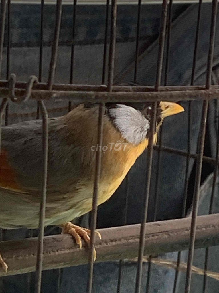 Chim ngũ sắc nhiều màu. Mua bán Chim tại Huyện Hòa Vang Đà Nẵng được đăng bởi Anh Tèo hình 1