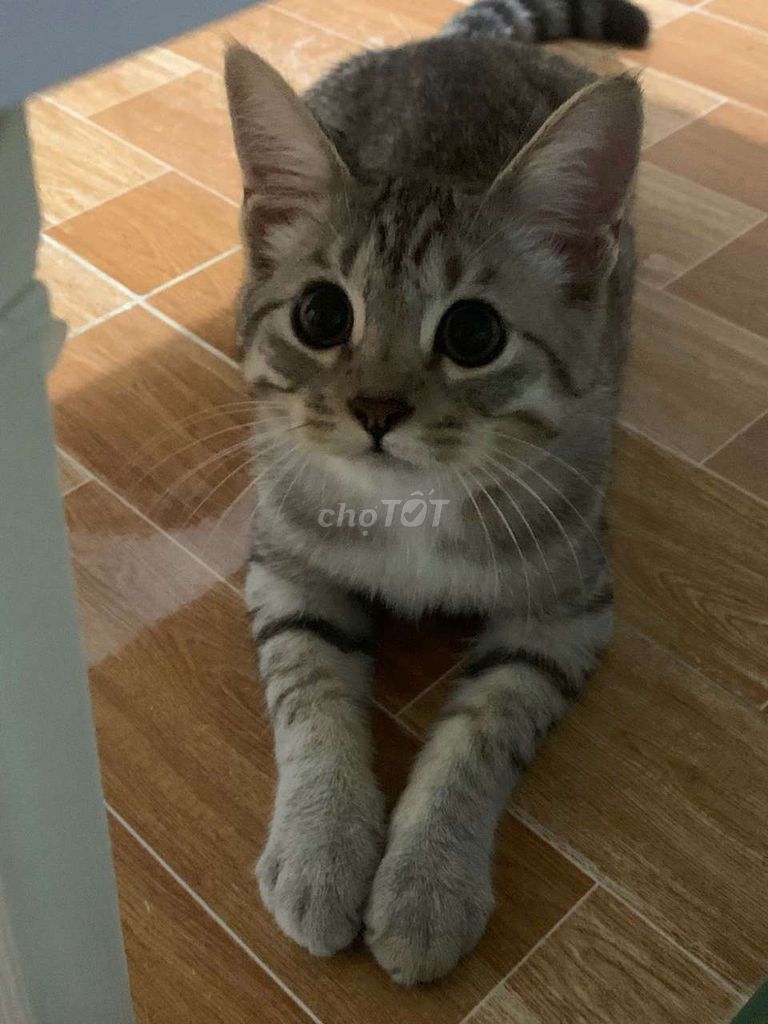 Mèo Mainecoon lai ALN xám. Mua bán Mèo tại Thành phố Thủ Dầu Một Bình Dương được đăng bởi Tên chưa cung cấp hình 1