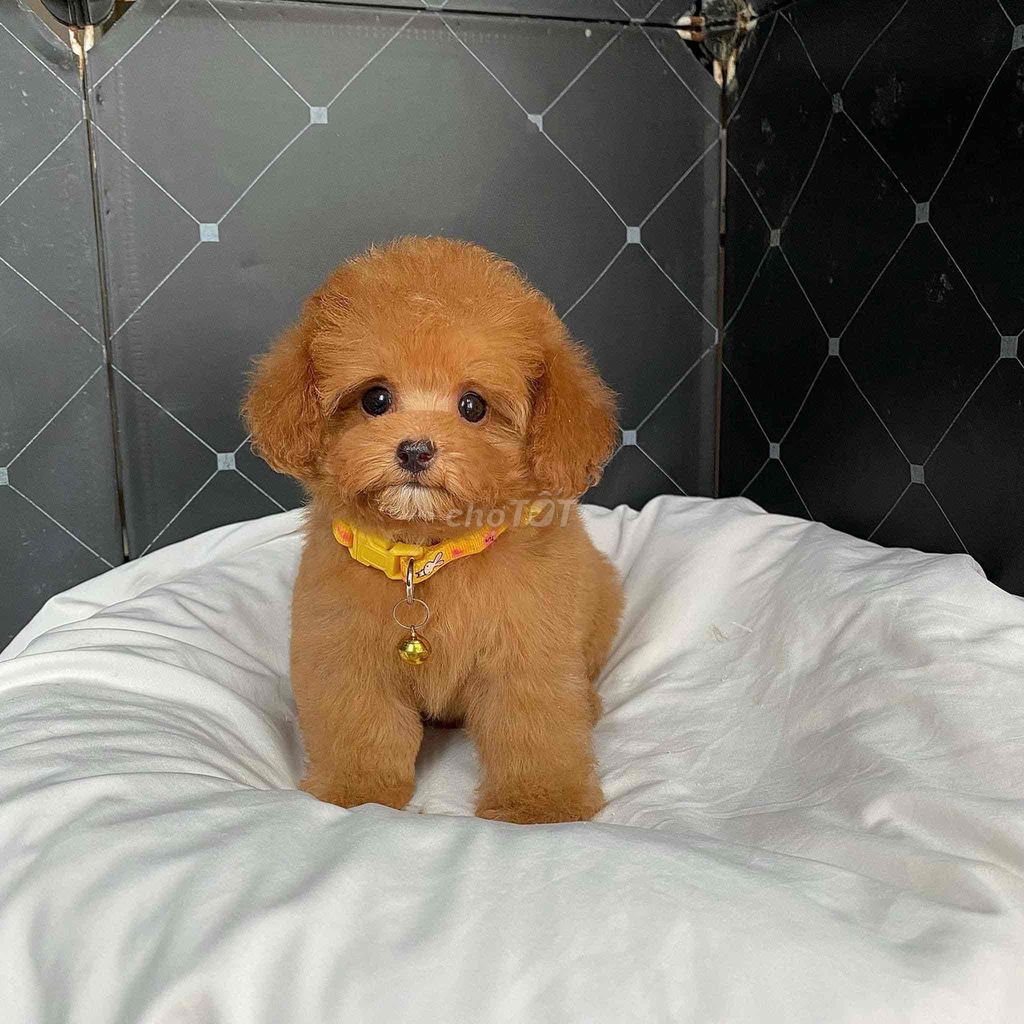 poodle tini và teacup mini 2 tháng tuổi