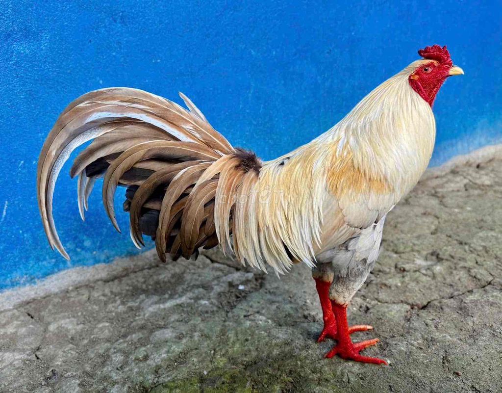 Gà Trắng Đỏ Nâu 2.95kg. Mua bán Gà tại Thành phố Vĩnh Long Vĩnh Long được đăng bởi Ngoc vinh long hình 1