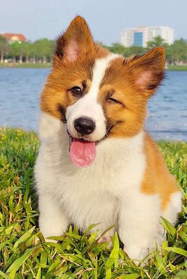 Corgi lông dài, phom to
