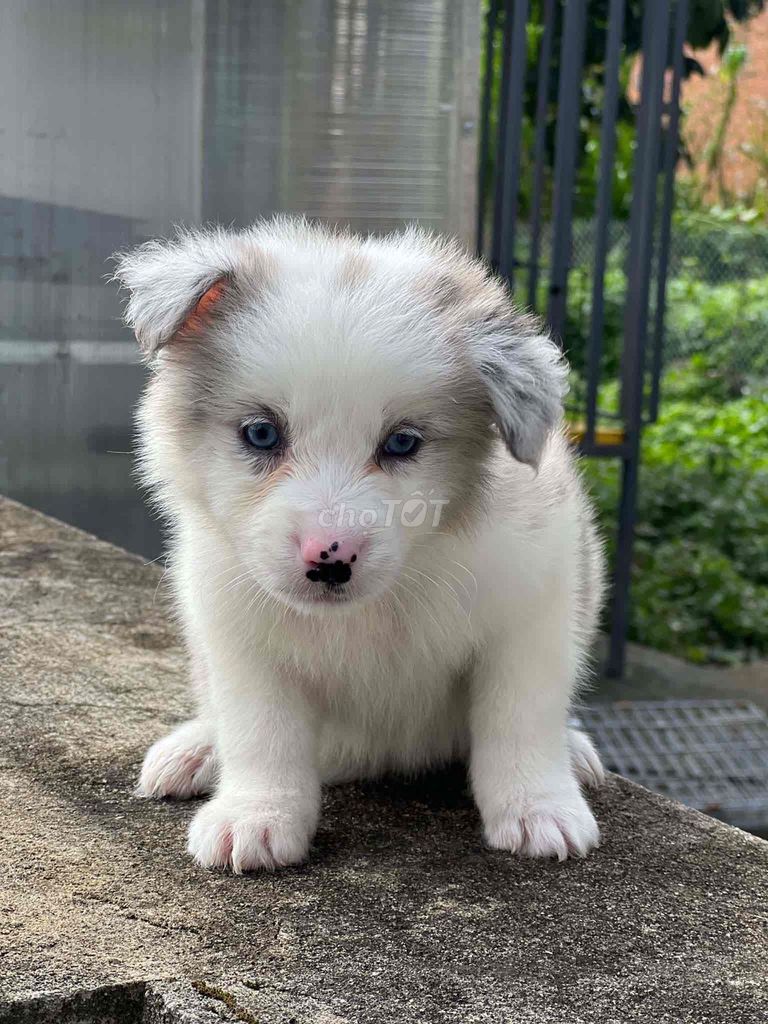 Chó Border Collie 60 ngày tuổi đã tiêm mũi 1. Mua bán Chó tại Thành phố Đà Lạt Lâm Đồng được đăng bởi Sil Sil  hình 1