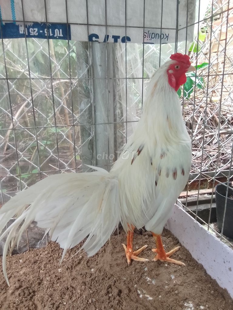 Gà chọi Trắng đực 2.4kg. Mua bán Gà tại Thành phố Sóc Trăng Sóc Trăng được đăng bởi Gà cỏ hình 1