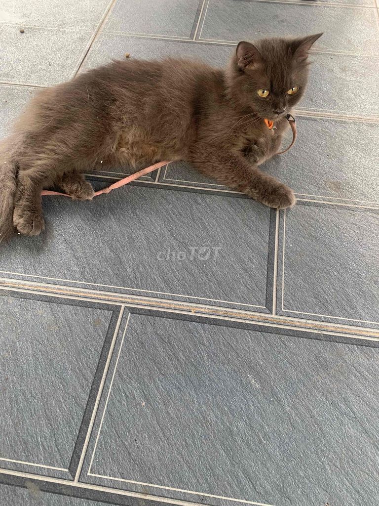 Mèo  anh  cần bán. Mua bán Mèo tại Huyện Hóc Môn Tp Hồ Chí Minh được đăng bởi nhat long hình 1
