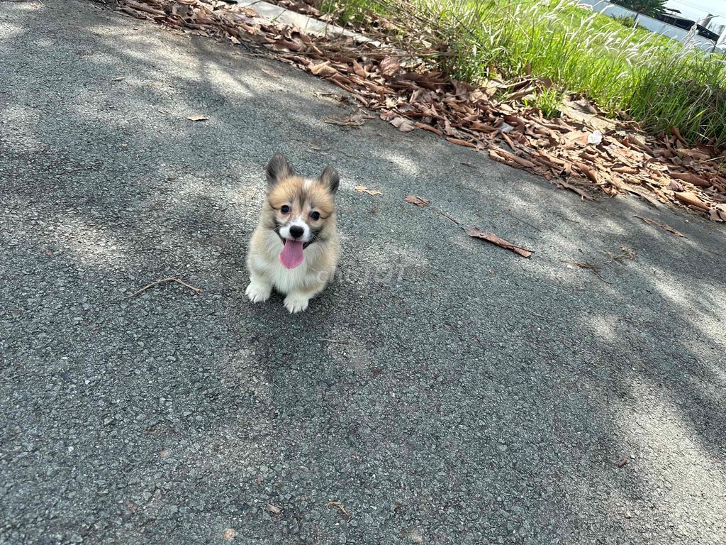 corgi fluffy - lông dài 2 tháng tuổi