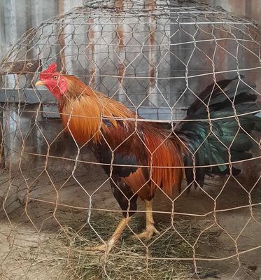 Gà vàng chân xanh 3k1 tơ zin tay tốt lông mới !. Mua bán Gà tại Huyện Bình Chánh Tp Hồ Chí Minh được đăng bởi Tâm ngô