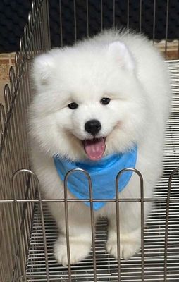 Chó Samoyed 