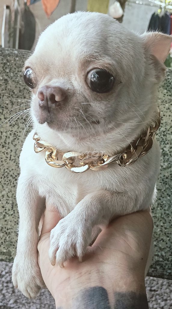 Chó Chihuahua đực trắng hơn 3 tuổi đã tiêm phòng. Mua bán Chó tại Thị xã Bến Cát Bình Dương được đăng bởi Dũng hình 1