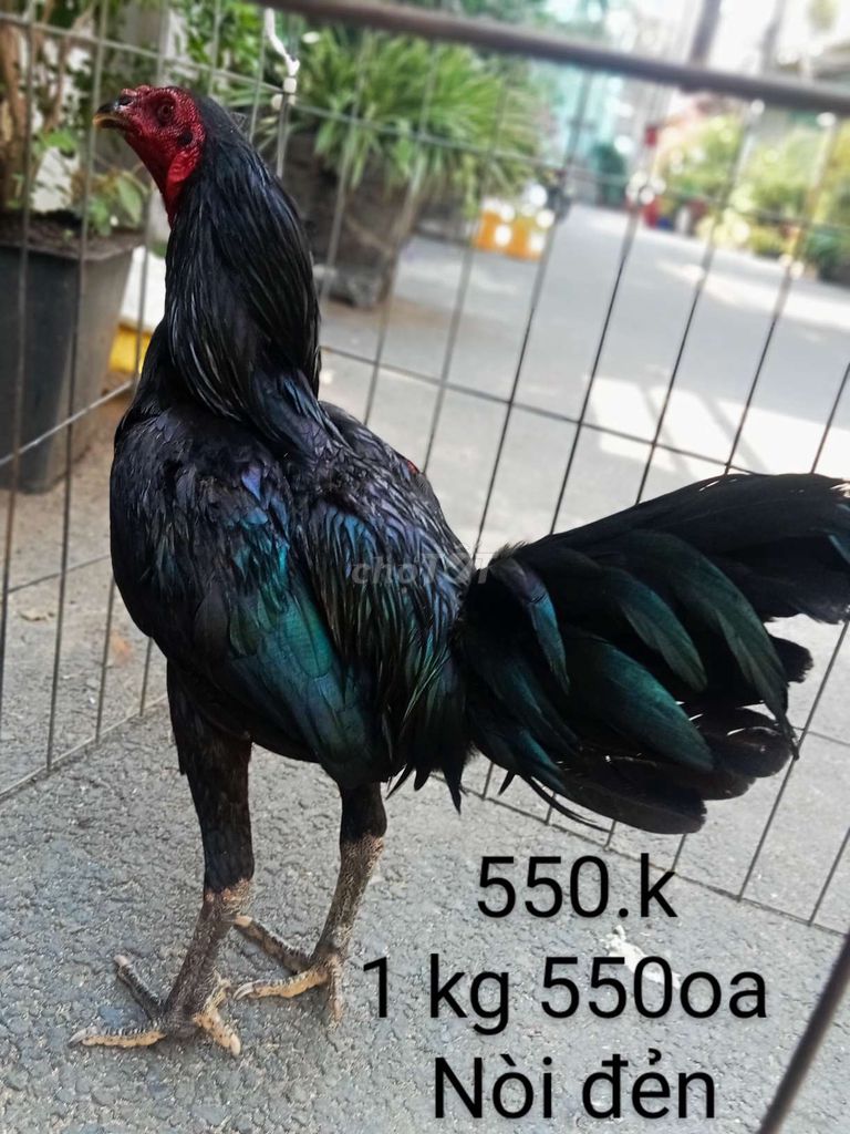 Nòi đẻn 1 kg 550oa nhé ae