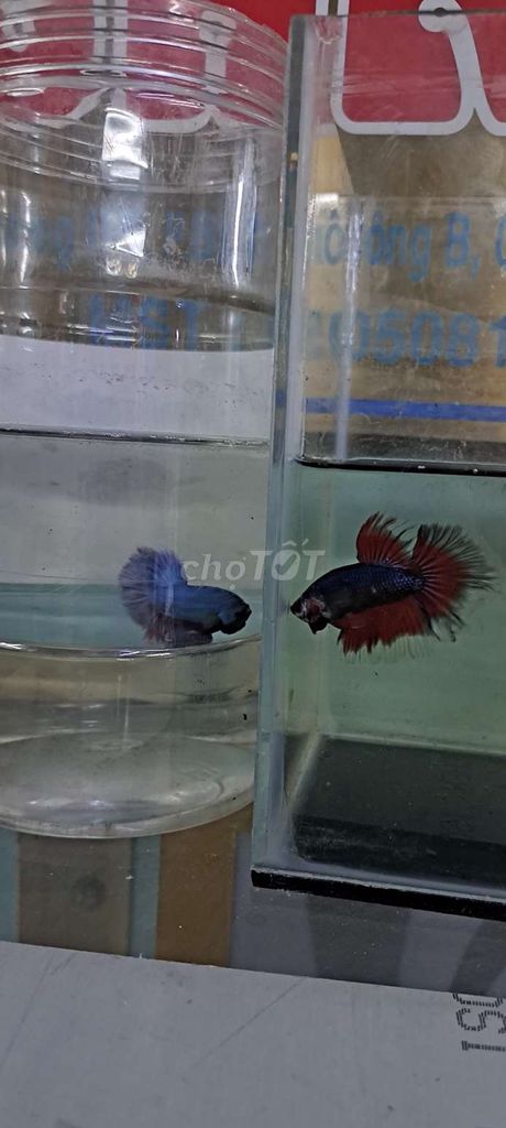 Cá cảnh Đa màu Khỏe. Mua bán Thú cưng khác tại Quận Tân Phú Tp Hồ Chí Minh được đăng bởi Cần hình 1