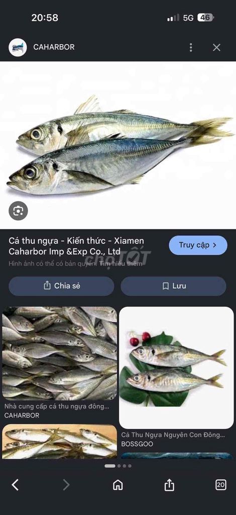 cần bán cá thu ngựa biển tươi ngon. Mua bán Đồ ăn, thực phẩm và các loại khác tại Huyện Nhà Bè Tp Hồ Chí Minh được đăng bởi Trần Thị Phương Nga hình 1