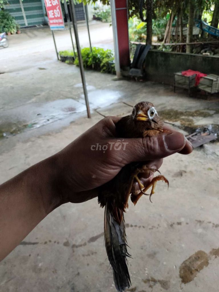 Hoạ mi bộ to dài đã hót. Mua bán Chim tại Huyện Thường Xuân Thanh Hóa được đăng bởi Lê khâm hình 1