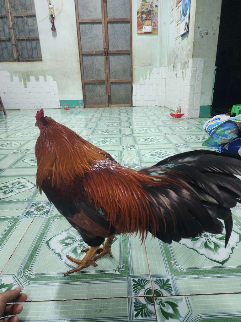 Gà nọc cho ae cản mái 3kg. Mua bán Gà tại Thành phố Bà Rịa Bà Rịa - Vũng Tàu được đăng bởi Nam hình 1