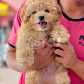 Chó Poodle vàng mơ 2,5 tháng tuổi - giá 1,5 triệu