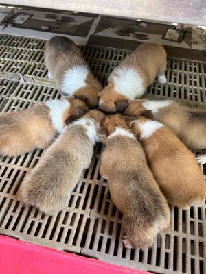 Chó corgi như hình
