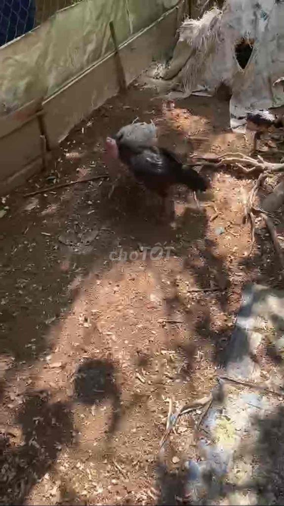 mái ô chân xanh cưa đè đá lưng. Mua bán Gà tại Huyện Phú Xuyên Hà Nội được đăng bởi Hoà hình 1