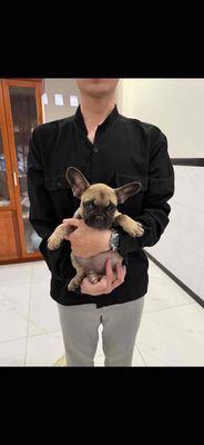 Chó Bull Pháp nâu 2.5-3kg