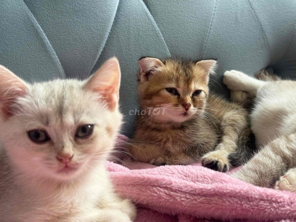 Mèo Anh lông ngắn. Mua bán Mèo tại Quận Gò Vấp Tp Hồ Chí Minh được đăng bởi Nguyễn Ngọc Như Ý hình 1