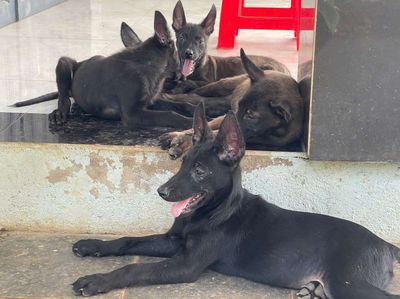 Chó Becgie Đen đã tiêm phòng