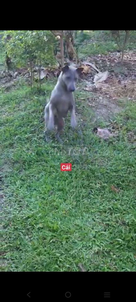 xoáy thái cái 1 lứa. Mua bán Chó tại Thành phố Bà Rịa Bà Rịa - Vũng Tàu được đăng bởi thuy tran hình 1