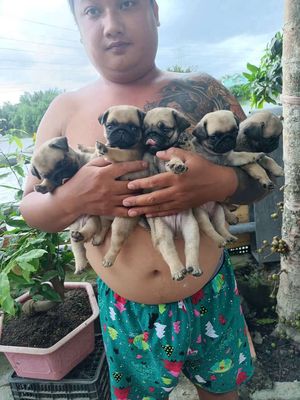 Pug nhà nuôi ạ. Mua bán Chó tại Quận 8 Tp Hồ Chí Minh được đăng bởi Pé Heo