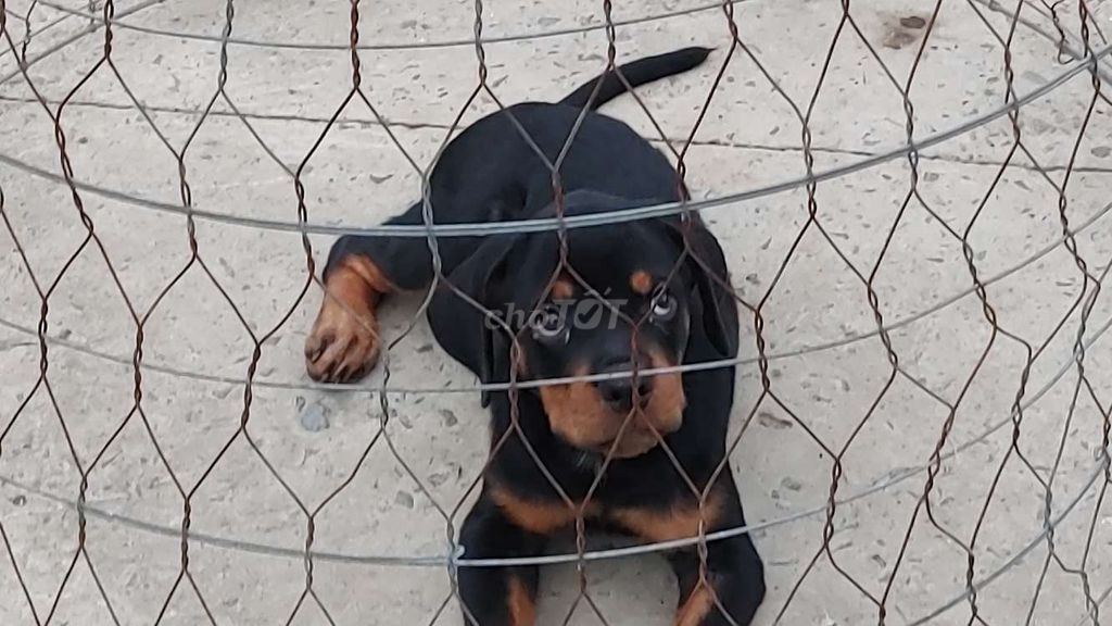 Chó CM.Rottweiler.. Mua bán Chó tại Thành phố Cà Mau Cà Mau được đăng bởi Nhân Rottweiler  hình 1