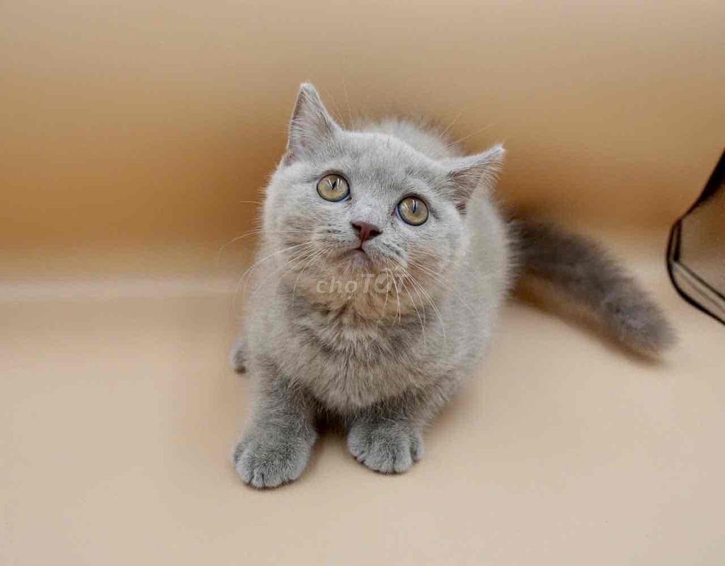 Mèo Anh lông ngắn đực 2 tháng, tiêm 1 mũi , inbox. Mua bán Mèo tại Quận 3 Tp Hồ Chí Minh được đăng bởi HTPhụng hình 1