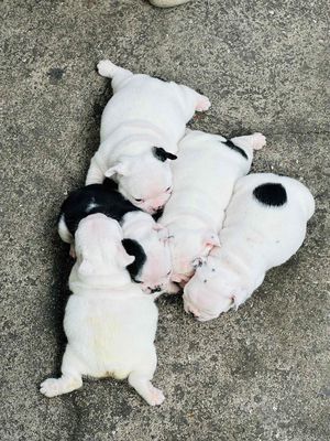 BẦY BULL PHÁP THUẦN CHỦNG NHẬP CHÂU ÂU SHORTBODY