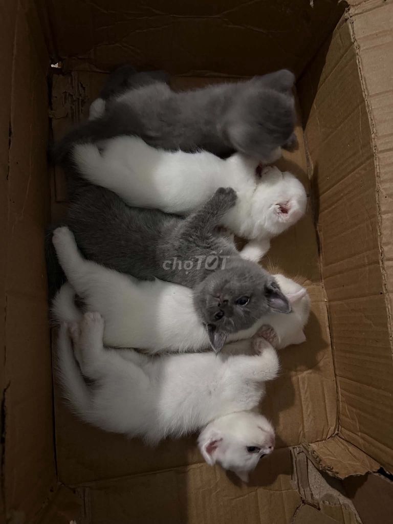 Mèo Anh lông ngắn Trắng xám. Mua bán Mèo tại Thành phố Buôn Ma Thuột Đắk Lắk được đăng bởi Anh Tiến hình 1