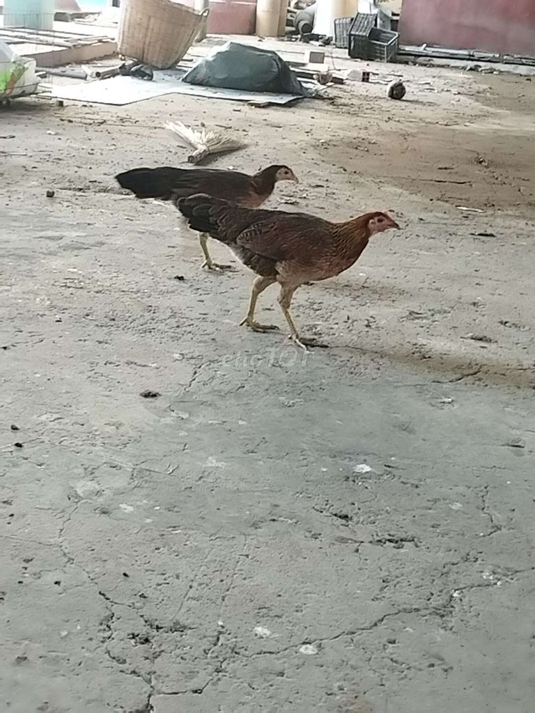Mái Đìu Siu Mỹ chân xanh . Mua bán Gà tại Huyện Mỹ Xuyên Sóc Trăng được đăng bởi Tùng hình 1