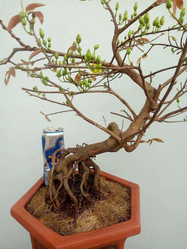 2 chậu mai bonsai rễ nổi đế lớn, dáng thú