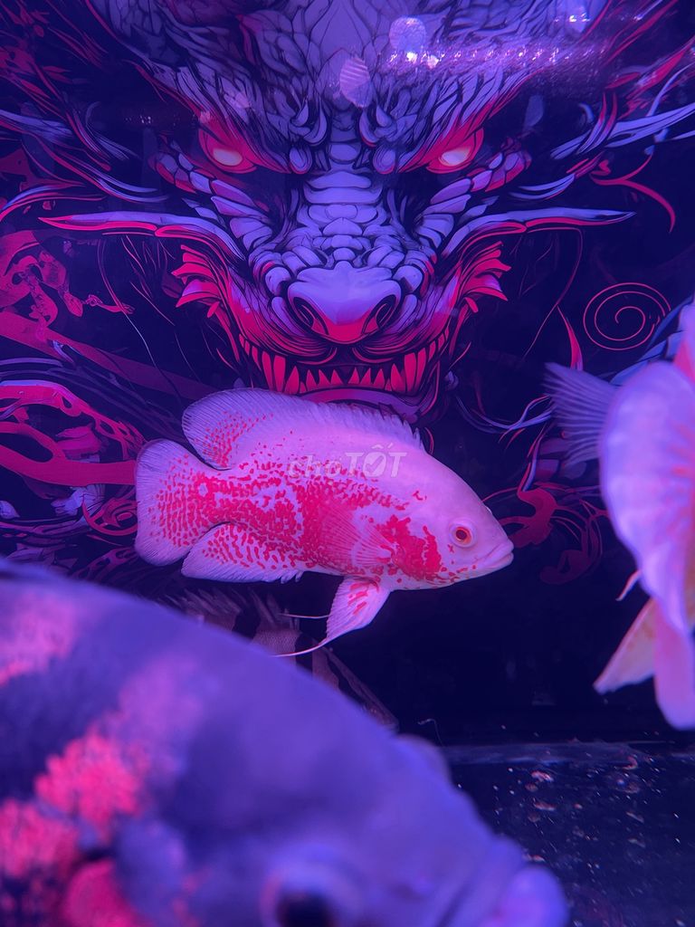 Tai tượng châu phi ab red. Mua bán Thú cưng khác tại Quận 12 Tp Hồ Chí Minh được đăng bởi Duy hình 1