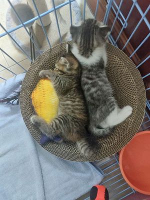 Mèo Con Sọc Dưa