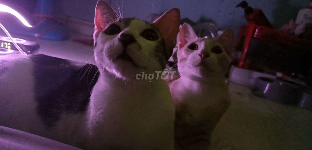 Mèo ta giống đực 8 tháng tuổi (2 bé). Mua bán Mèo tại Quận Bình Thạnh Tp Hồ Chí Minh được đăng bởi Duog Thy hình 1