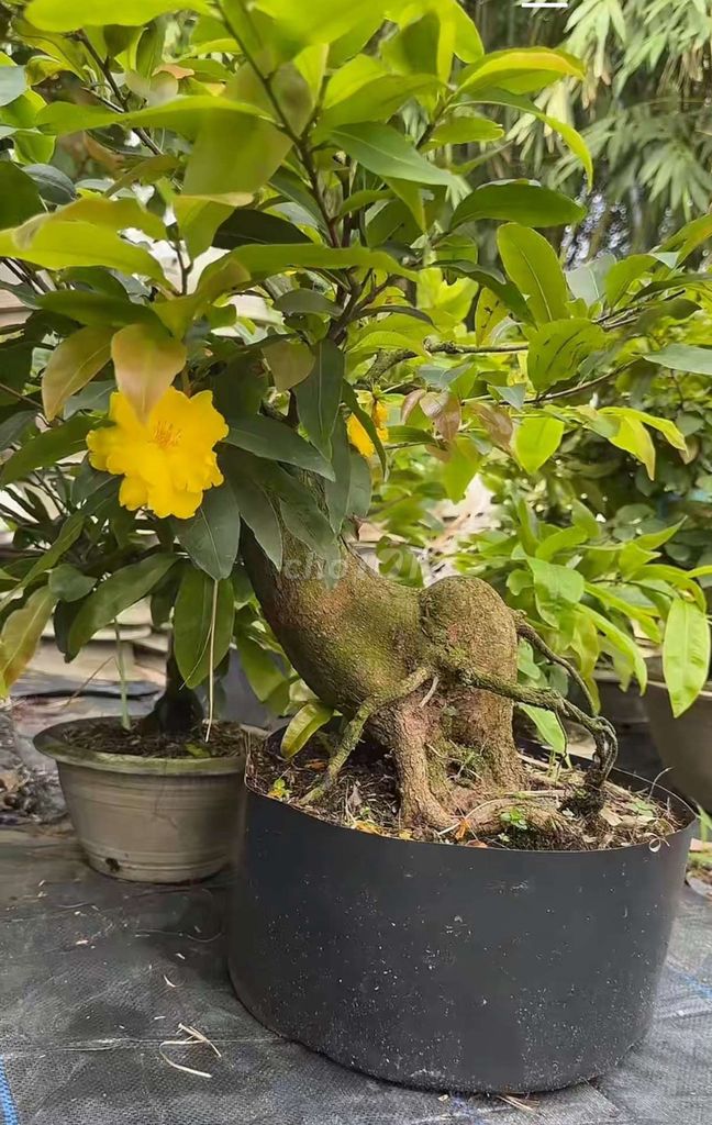 Mai bonsai Vàng 14cm - 20cm. Mua bán Cây cảnh, đồ trang trí tại Huyện Thanh Bình Đồng Tháp được đăng bởi Tuấn Phạm  hình 1