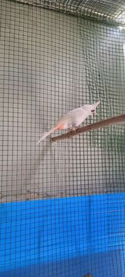 Chim cảnh Cái Trắng Đã đẻ trứng