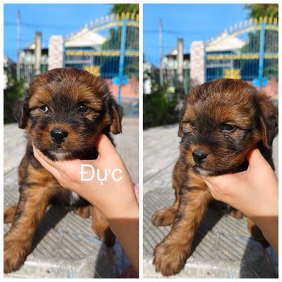 3 BÉ POODLE LAI SIÊU XINH