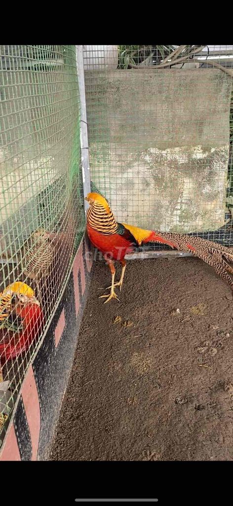 tất cả 6 con. Mua bán Chim tại Quận Hà Đông Hà Nội được đăng bởi maket hình 1