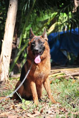 Chó Becgie cái tơ có giấy vka