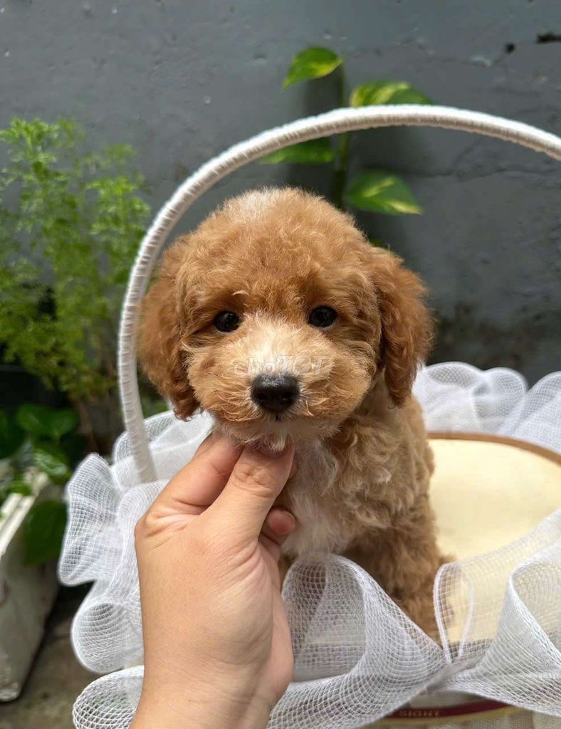 Chó poodle vàng mơ 2,5 tháng tuổi