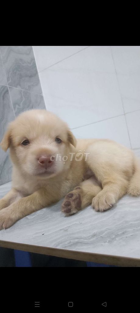 Chó Golden F1 đực vàng mơ mũi hồng rất đẹp . Mua bán Chó tại Quận 6 Tp Hồ Chí Minh được đăng bởi Tăng Chí Lương  hình 1