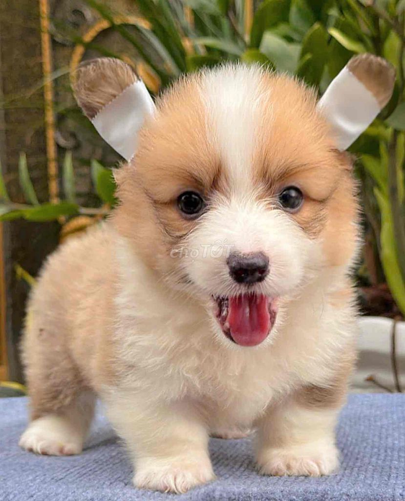 chó corgi kẻ đẹp thuần chủng fom to. Mua bán Chó tại Quận Bình Tân Tp Hồ Chí Minh được đăng bởi Trang  hình 1